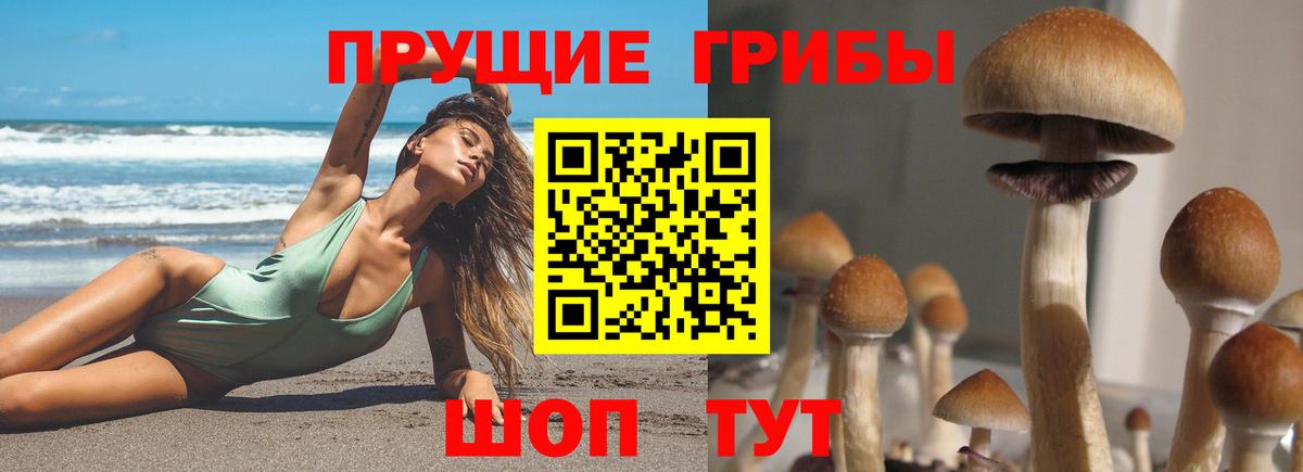 Псилоцибиновые грибы Psilocybe Добрянка